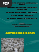 Actinobacillus Lignieresii | PDF