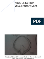 Derivados de La Hoja Germinativa Ectodermica