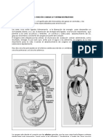 Segundo Medio Sistema Respiratorio y Circulatorio