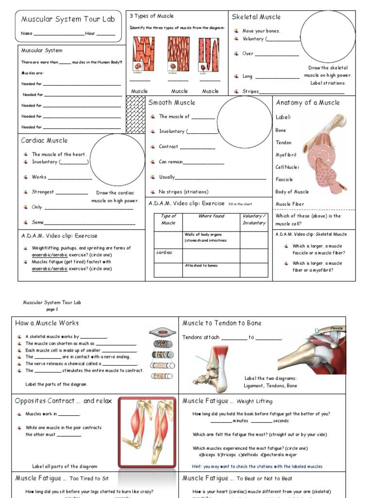 muscular-system-tour-lab-skeletal-muscle