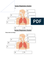 Human Respiratory System: Please Label Accordingly