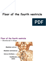 Floor of The Fourth Ventricle