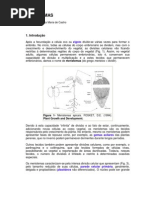 Apostila Anatomia Vegetal UFU