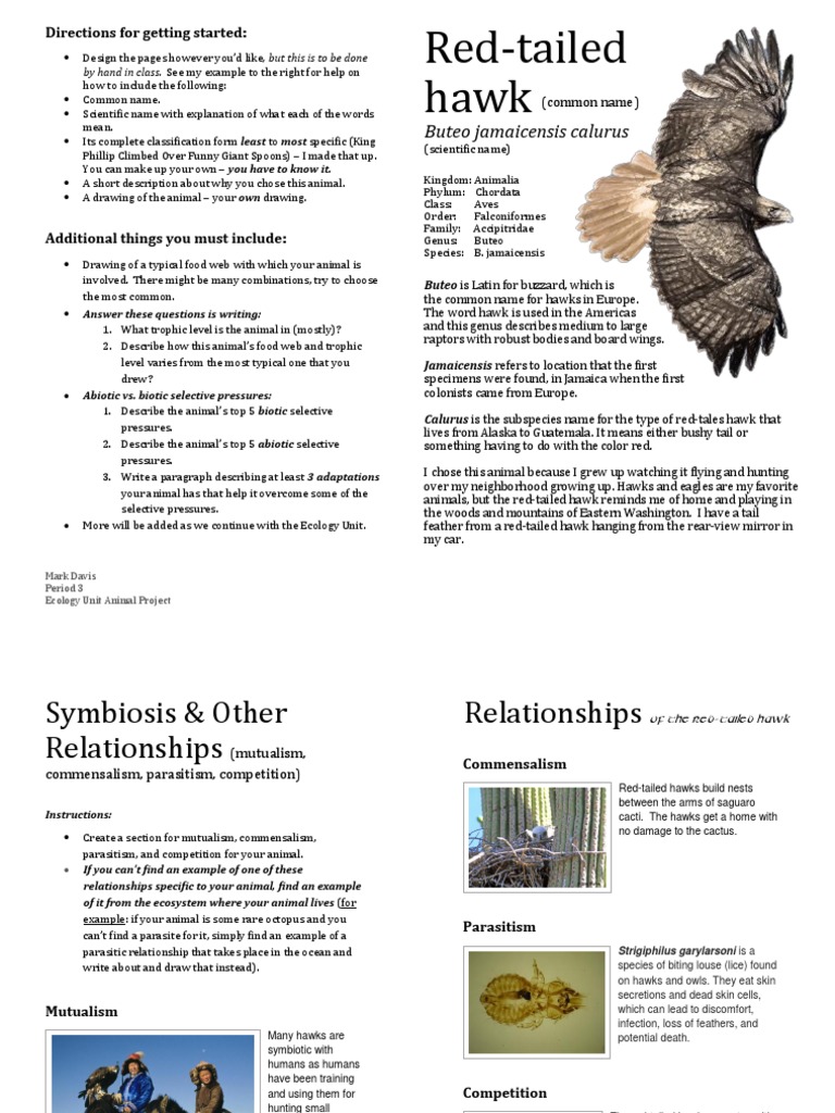 Red-tailed Hawk Ecology Project | PDF | Hawk | Parasitism