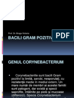 Bacili Gram Pozitivi