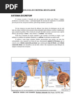 Fisiologia Do Sistema Regulador
