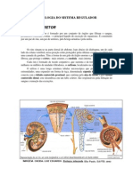 Fisiologia Do Sistema Regulador