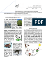 Flujo de Energía en Ecosistema - Lectura