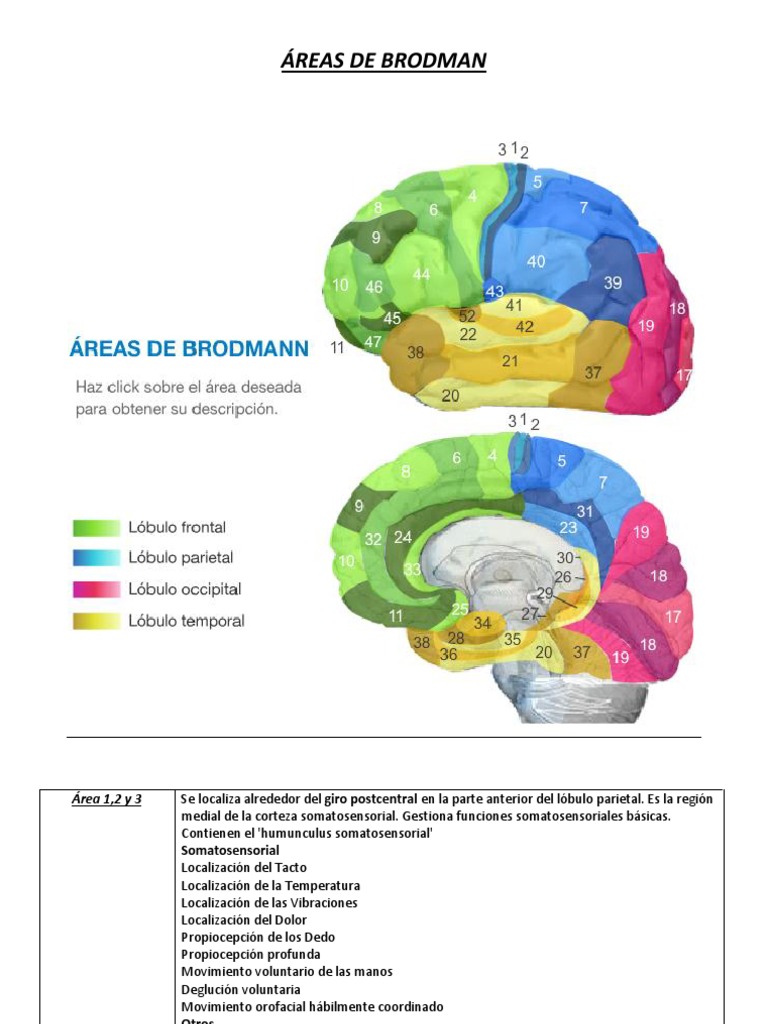 ÁREAS DE BRODMAN_terminar Cerebral Hemisphere