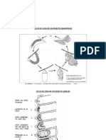 Ciclo de Vida