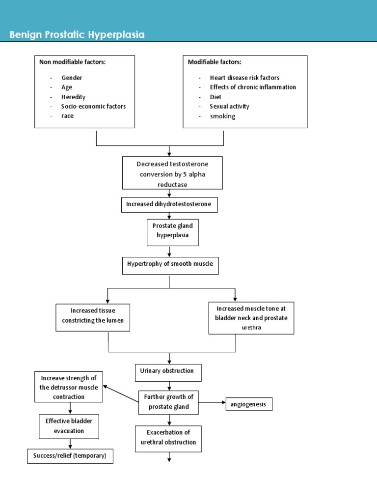 Benign Prostatic Hyperplasia Pathophysiology Prostate Urinary Incontinence