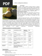 Cultivo e adubação das Abóboras