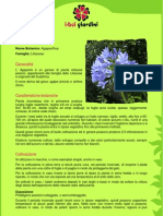 Agapanto PDF