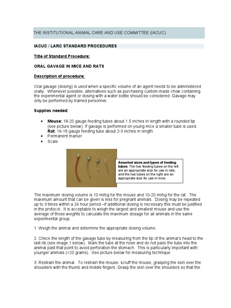 Oral gavage in mice and rats PDF Mouse Esophagus