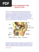 SISTEMA REPRODUTOR + gravidez
