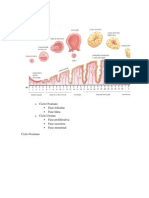 Ciclo Menstrual