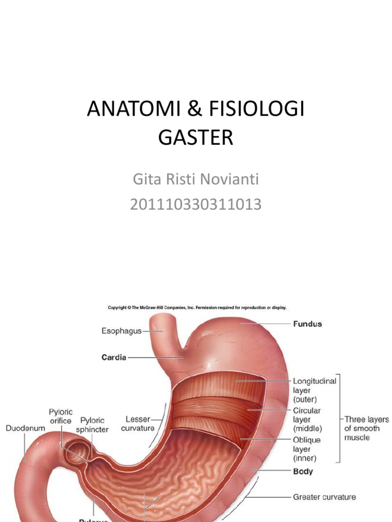 43+ Anatomi Gaster Pdf