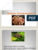 Ordem Hymenóptera