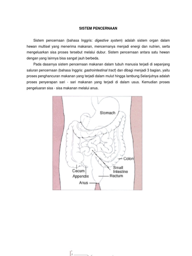 Sistem Pencernaan Tinja Proses Pembentukan Tinja