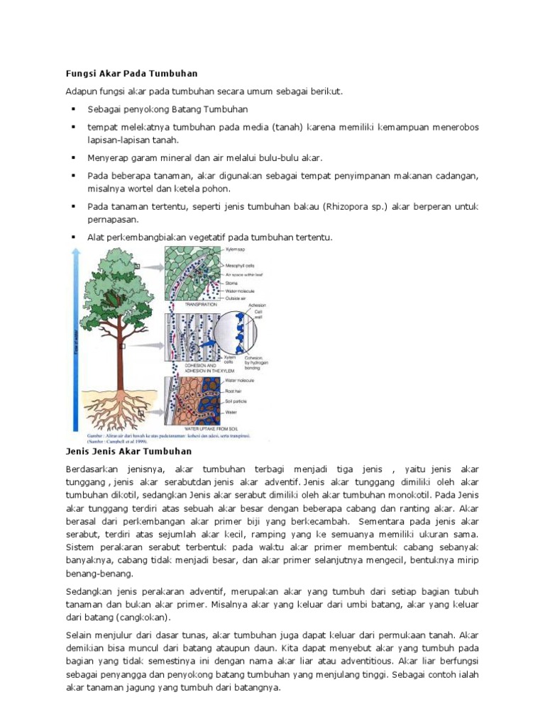 Fungsi Akar Pada Tumbuhan Pdf