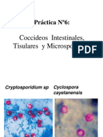 6.identificación de Coccideos y Microsporidios
