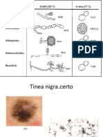 Lâminas Micologia