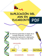 2.- Duplicación del ADN en Eucariontes4