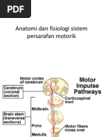 Anatomi Dan Fisiologi Sistem Persarafan Motorik