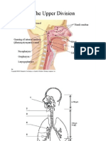 Toksikinetik Nasal