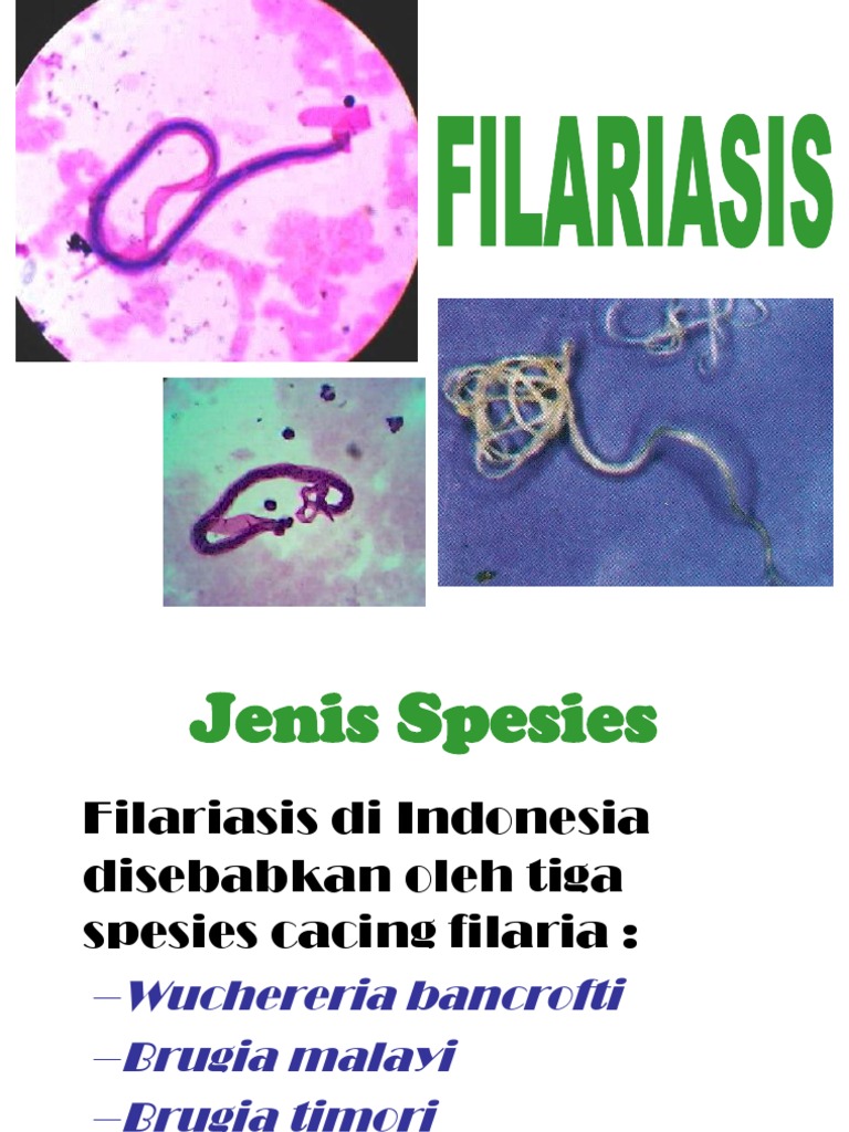 Filaria Morfologi Filaria | PDF