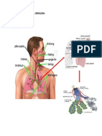 SISTEM RESPIRASI MANUSIA