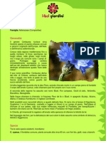 Centaurea PDF