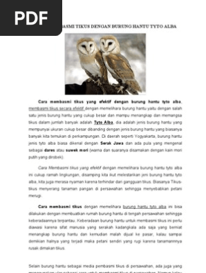 Cara Membasmi Tikus Dengan Burung Hantu Tyto Alba