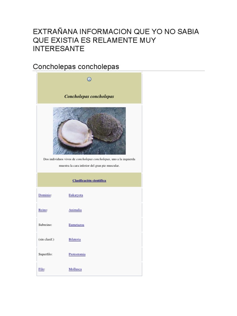 Concholepas concholepas: El Loco Chileno | PDF | Moluscos | Naturaleza