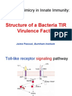Molecular Mimicry in Innate Immunity:: Structure of A Bacteria TIR Virulence Factor