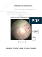 5to Informe de Embriologia - Rodriguez Rivera Roxana