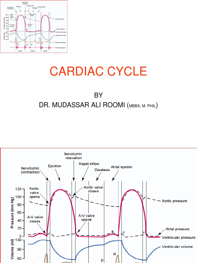 Phases of the Cardiac Cycle Explained | PDF | Heart Valve | Atrium (Heart)