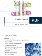 Fisiología Vegetal: El Agua y la Fotosíntesis en las Plantas