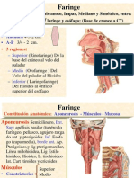 Faringe y Esofago PDF