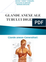 Glande Anexe Ale Tubului Digestiv