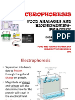 Electrophoresis separates proteins by size