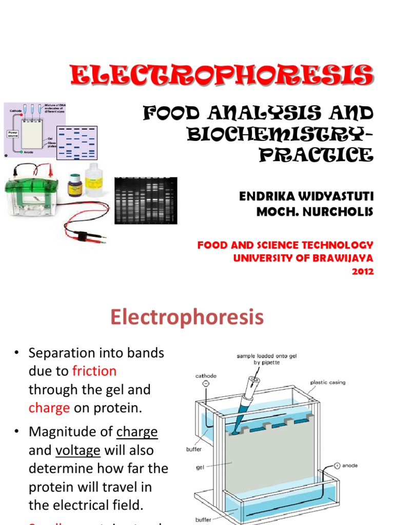 Electrophoresis Food Analysis And BiochemistryPractice