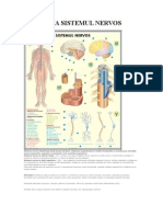 Formarea Reflexelor2