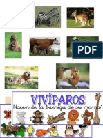 Animales Oviparos y Viviparos