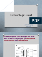 Embriologi Ginjal: Perkembangan 3 Ginjal Embrio dan Ginjal Definitif