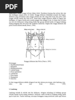 Anatomi Abdomen