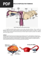 APARELHO REPRODUTOR FEMININO