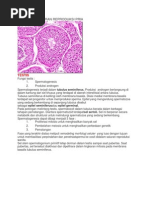 Histologi Saluran Reproduksi Pria