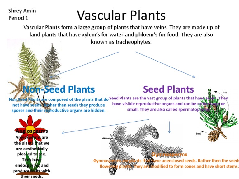 Overview of Vascular Plants | PDF