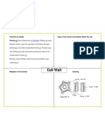 Function Cell Wall